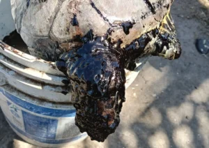 muerte-de-especies-marinas-aumenta-en-veracruz-tras-derrame-de-crudo_cf383f1a-2901-44b9-8c87-596c28174be9_medialjnimgndimage=fullsize